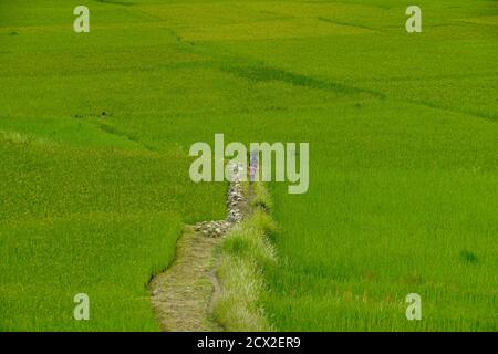 Contadini bhutanesi che camminano tra risaie a Paro, Bhutan Foto Stock