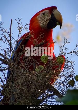 Scarlatto macaws in mandorle Foto Stock