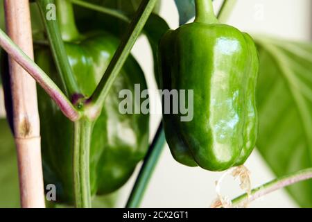 Peperoni verdi che crescono su una pianta interna Foto Stock