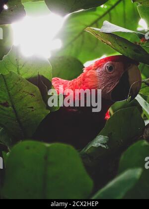 Scarlatto macaws in mandorle Foto Stock