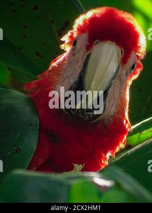 Scarlatto macaws in mandorle Foto Stock