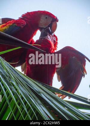 Scarlatto macaws in mandorle Foto Stock