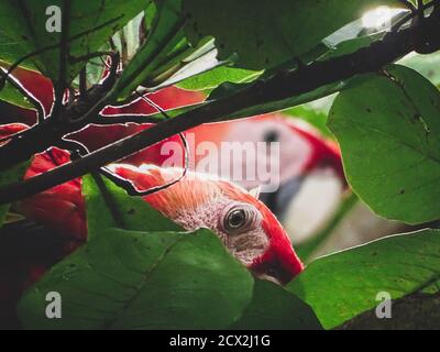 Scarlatto macaws in mandorle Foto Stock