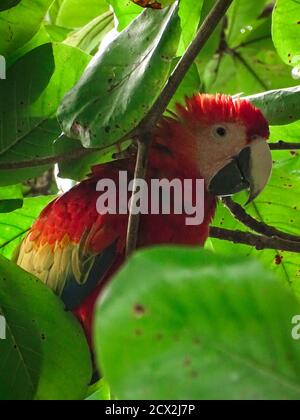 Scarlatto macaws in mandorle Foto Stock