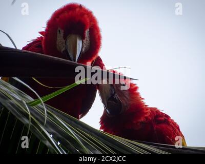 Scarlatto macaws in mandorle Foto Stock