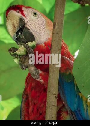 Scarlatto macaws in mandorle Foto Stock