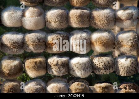 Pelliccia animale e cappelli mink Khiva, Uzbekistan Foto Stock