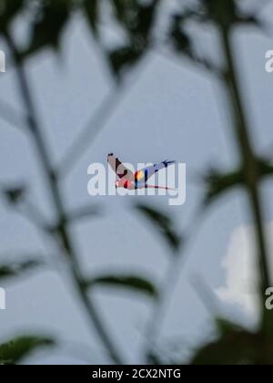 Scarlatto macaw volare tra gli alberi Foto Stock