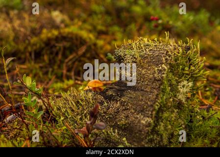 nella foresta un vecchio ceppo e piccoli funghi sono nascosto dietro un grumo di albero marcio, con muschio verde Foto Stock