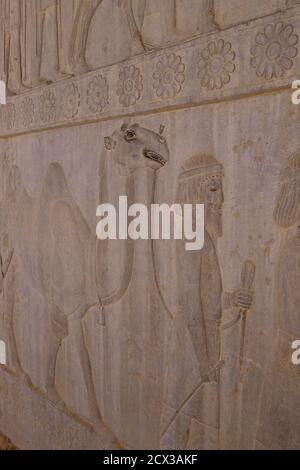 Palazzo Apadana rovine e bassorilievi, Persepolis, Iran. Bactrian camel, Parthian delegazione? Foto Stock