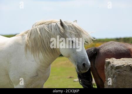 Chiudi u di una bella pony Dartmoor bianca sul Dartmoor National Park, Devon Foto Stock