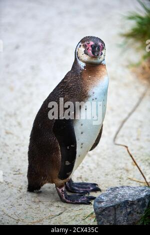 Humboldt pinguino si alza e guarda nella macchina fotografica Foto Stock