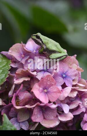 Un verde e nero Pacific Treefrog (Pseudacris regilla) siede su un porpora e fiore blu su un cespuglio rododendro in un giardino sull'isola di Vancouver, Brit Foto Stock