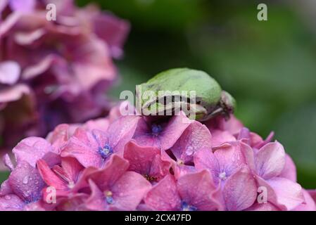 Un verde e nero Pacific Treefrog (Pseudacris regilla) siede su un porpora e fiore blu su un cespuglio rododendro in un giardino sull'isola di Vancouver, Brit Foto Stock