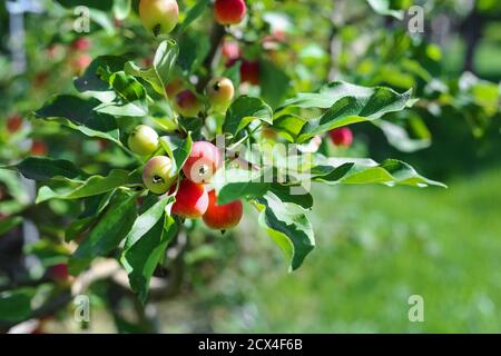 Paradise mele primo piano. Le mele Paradise pendono su un ramo di albero. Prugna dell'albero di mela. Succo di frutta di mela cinese. Prunifolia di Malus. Foto Stock