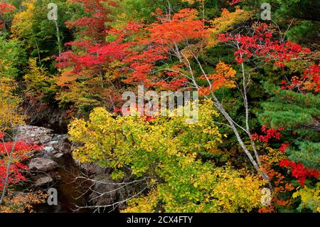 Canada, Maritimes, Nuova Scozia, Isola di Capo Breton, Parco Nazionale di Cape Breton Highlands, Isola di Capo Breton, Cabot Trail, Estate Indiana, Effies Brook, Foto Stock