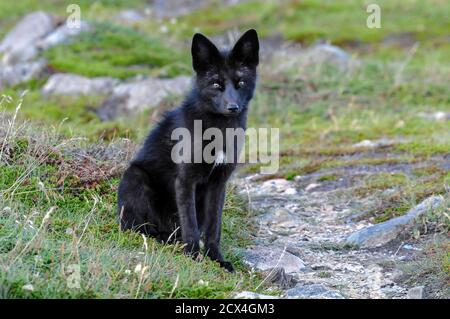 Canada, Maritimes, Terranova, Twillingate, Arctic Fox, Vulpes lagopus, Foto Stock