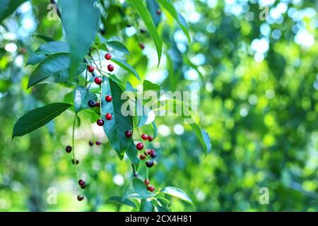 Un ramo dell'uccello ciliegio, Prunus padus, albero con bacche mature ai raggi del sole. Foto Stock