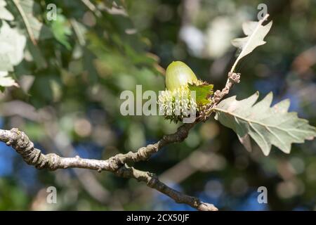 Macro shot di un acorno su un albero di quercia Foto Stock