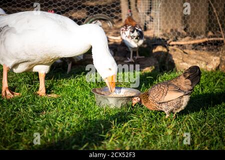 Oca bianca e piccolo pollo che condivide il cibo Foto Stock