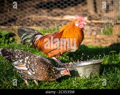 Stoapiperl/ Steinhendl, una razza di pollo in pericolo proveniente dall'Austria Foto Stock