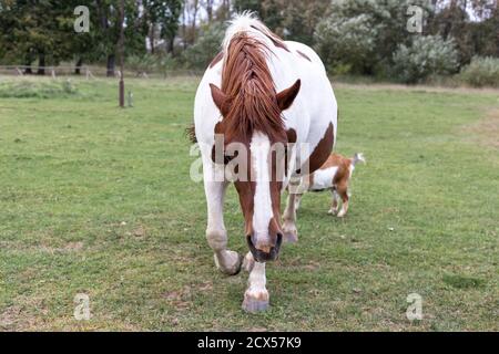 Cavallo bianco e marrone, pecora e capra nel pascolo Foto Stock