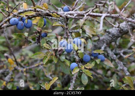 Bacche di colore blu di prugnolo maturano su boccole Foto Stock