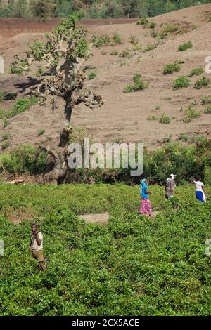 Coltivazione di Khat. Catha edulis. Nei pressi di Gondar, Etiopia Foto Stock