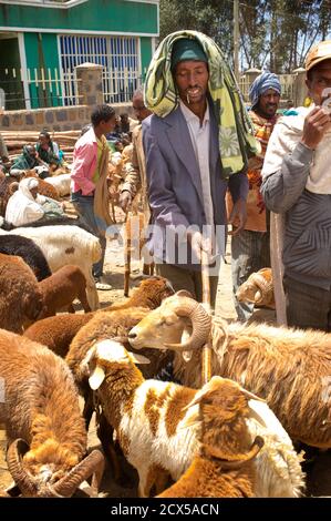 Caprini per la vendita al mercato, sbarcare, Amhara Region, Etiopia Foto Stock