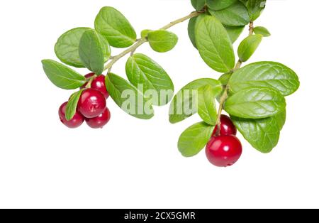 Mirtilli rossi con foglie. Mirtilli. Rami bosco bacche isolato su bianco. Bacca selvatica. Foto Stock