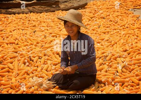 Donna birmano dehusking mais. Vicino Monwya, Sagaing Regione, Birmania. Modello rilasciato Foto Stock