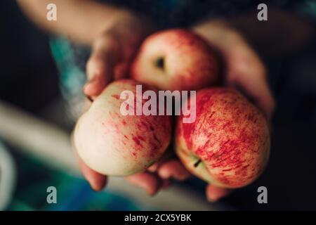 Una donna anziana tiene in mano mele rosse e mature Foto Stock