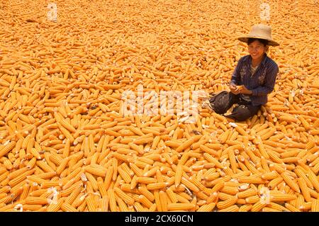 Donna birmano dehusking mais. Vicino Monwya, Sagaing Regione, Birmania. Modello rilasciato Foto Stock