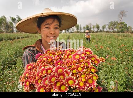 Picker birmano, Pyin Oo Lwin. Maymyo, vicino a Mandalay, Birmania. Mandalay. MODELLO RILASCIATO Foto Stock