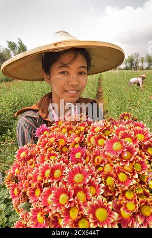 Picker birmano, Pyin Oo Lwin. Maymyo, vicino a Mandalay, Birmania. Mandalay. MODELLO RILASCIATO Foto Stock