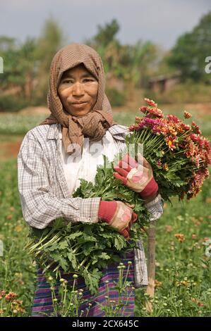 Picker birmano, Pyin Oo Lwin. Maymyo, vicino a Mandalay, Birmania. Mandalay. Foto Stock