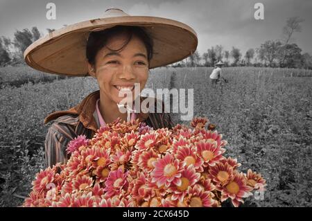 Picker birmano, Pyin Oo Lwin. Maymyo, vicino a Mandalay, Birmania. Mandalay. MODELLO RILASCIATO Foto Stock