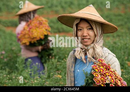 Picker birmano, Pyin Oo Lwin. Maymyo, vicino a Mandalay, Birmania. Mandalay. MODELLO RILASCIATO Foto Stock