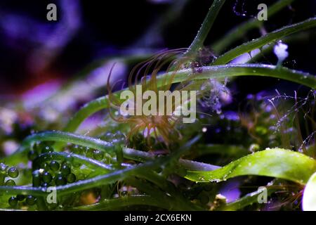 Aiptasia - piccolo anemone e uno dei parassiti comuni in acquari della barriera corallina di acqua salata Foto Stock