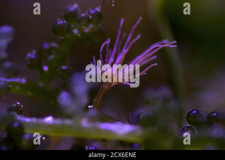 Aiptasia - piccolo anemone e uno dei parassiti comuni in acquari della barriera corallina di acqua salata Foto Stock