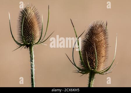 Teasel comune (Dipsacus fullonum) Foto Stock