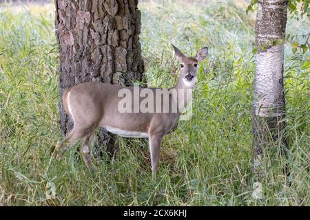 Un cervo dalla coda bianca si trova in una foresta vicino al lago Liberty, Washington. Foto Stock