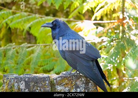 Corvo comune, Corvus corax, che si brinda nelle Cascade Mountains dell'Oregon centrale. Gli scienziati dicono che i corvi sono tra gli uccelli più intelligenti o Foto Stock