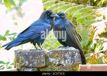Una coppia di corvi comuni, Corvus Corax, che si radunano nelle Cascade Mountains dell'Oregon centrale. Gli scienziati dicono che i paradisi sono tra i più Foto Stock