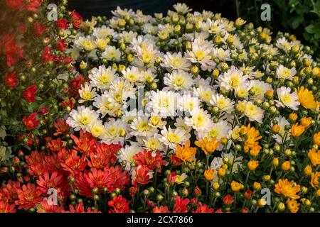 Fondo texture full frame di fiori colorati in fiore Chrysanthemum (mamme) crescere in una posizione luminosa e soleggiata Foto Stock