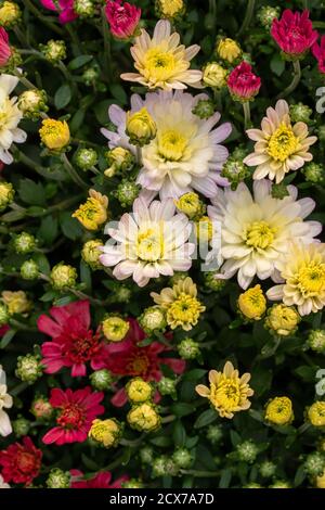 Fondo texture full frame di fiori colorati in fiore Chrysanthemum (mamme) crescere in una posizione luminosa e soleggiata Foto Stock