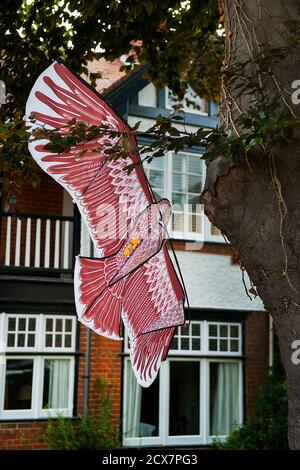 Aquila kite bloccato in albero Foto Stock