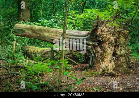 Tagliare albero punteggiato su un palo recinto in Ryecroft Glen, Bosco Ecclesall, antico bosco a Sheffield. Foto Stock