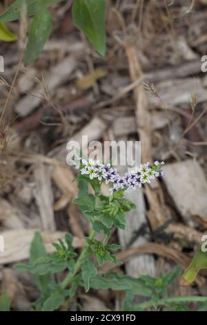 Fiore bianco, Eliotropo di sale, Eliotropio Curassavicum, Boraginaceae, perenne nativo, Marais d'acqua dolce di Ballona, Costa della California del Sud, Estate. Foto Stock