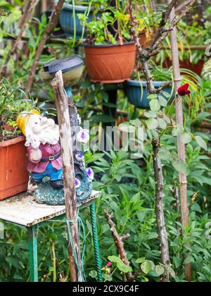 Un nana giardino si trova su una tribuna tra la moltitudine di piante verdi nel cortile Foto Stock